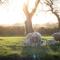 Barnfields Holiday Cottage