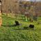 Forest House Doftana