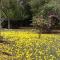 Pousada Ypê Amarelo