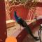 Cases conviviales et chaleureuses