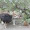 Guest House Milkwood