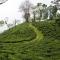 Ging Tea House - Darjeeling