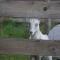 Rainbow Ridge Farms - Onalaska