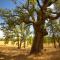Red Tail Ranch