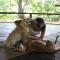 Foto: Nature Retreat with Healing Dogs in Brazil 9/53