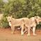 Thorn Tree Bush Camp - Klipdrift