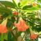 Casa Lina sloth view exotic apartment with privat kitchen