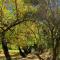 Montagu Vines