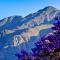 Montagu Vines