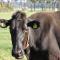 Bed and Breakfast De Volkelse Hooiberg - Volkel