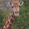 Shamba Yetu Mountain Lodge - Maanhaarrand