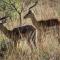 Shamba Yetu Mountain Lodge