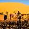 Auberge Kasbah Des Dunes - 梅尔祖卡