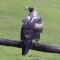 Cherryview Cygnet