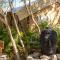 Serenity Authentic Glamping Tulum - Xpu Ha