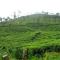 Shawn Dale Homestay