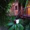 Shibui Garden Bungalows and Restaurant - Tanjung