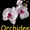 Orchidee - Comines