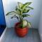 Bamburi Beach Studio Apartment B41