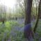 Sorbietrees B&B