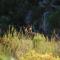 Akasha Mountain Retreat, new location