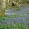 Elibank House B&B