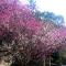 Beppu Showaen