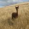 Foto: Falcon's Rise Alpaca Farm 66/69