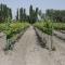 Pension & Weingut Storchenblick