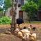 Olympos Koyevi Countryhouse