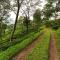 Ging Tea House - Darjeeling