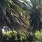 Twin Palms