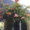 Mi Jardin