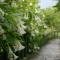 Qingshan Homestay