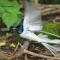 Weaver Bird Villa - Habarana