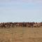 Mongolian Vision Tours