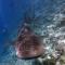 Boutique Beach All Inclusive Diving Hotel