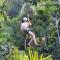 Jungle Book Resort - Collem