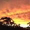 Avoca Beach and Bush