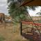 Ashnil Samburu Camp - Archers Post
