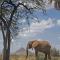 Ashnil Samburu Camp - Archers Post