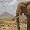 Ashnil Samburu Camp