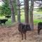 Damariscotta Lakefront Retreat
