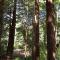 Emerald Forest Cabins - ترينيداد