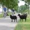 B&B t Heirweggoed