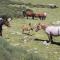 La Coberta-Lo Paller del Coc - Rialp