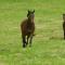 Ancien Haras de la Tour - Lamothe-Landerron