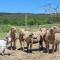 Lou mas li Pitchoun "Le Luberon "