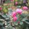 Sapa Garden Hotel