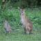 Airlie Beach Eco Cabins - Adults Only - Airlie Beach